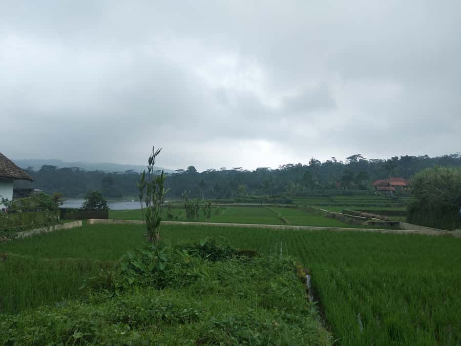 Jakarta: Volcano, Hot Spring, Tea, Rice Fields, &Coffee tour - A Long Day Into West Java