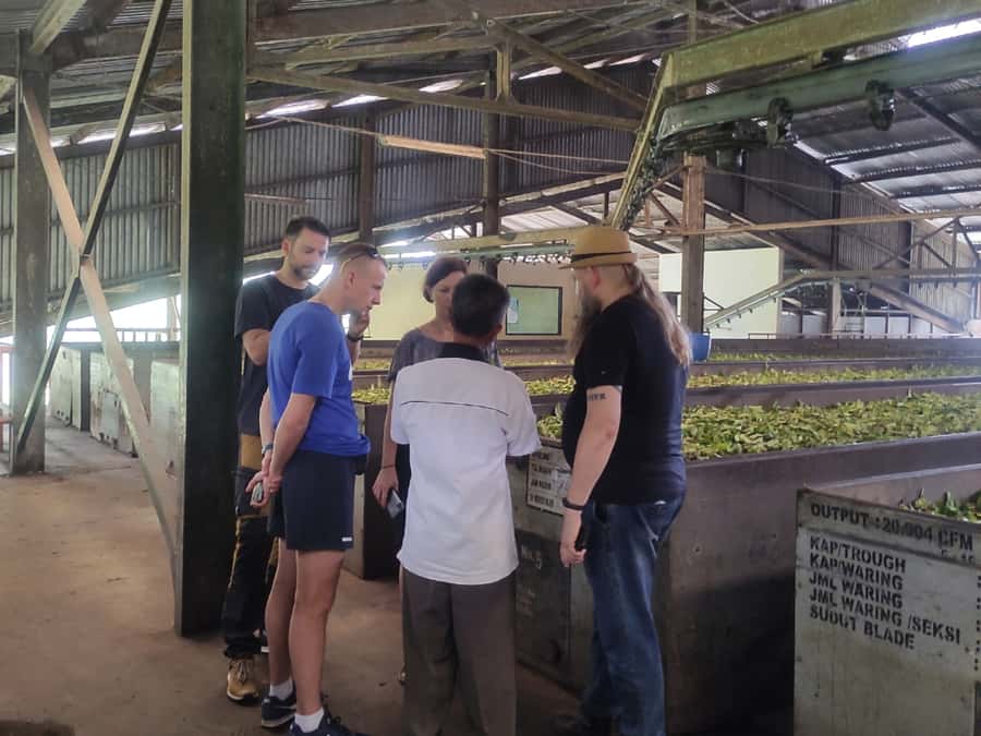 Jakarta: Volcano, Hot Spring, Tea, Rice Fields, &Coffee tour - Who Should Book This West Java Day Trip?