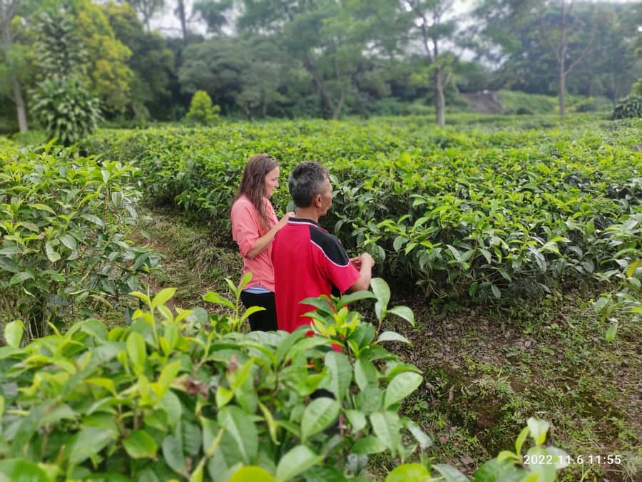 Jakarta: Volcano, Hot Spring, Tea, Rice Fields, &Coffee tour - Seeing Black Tea Made at Ciater