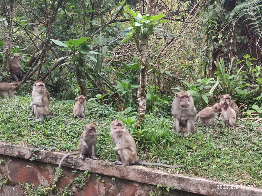 Jakarta: Volcano, Hot Spring, Tea, Rice Fields, &Coffee tour - Warm Water at Sari Ater