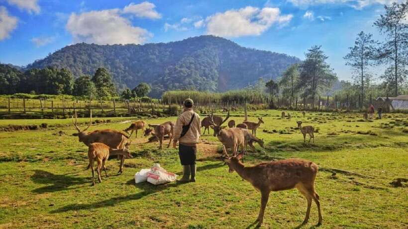 Jakarta: Volcano or Suspension Bridge,Ricefield & Hot Spring - Sariater hot springs and Luwak coffee