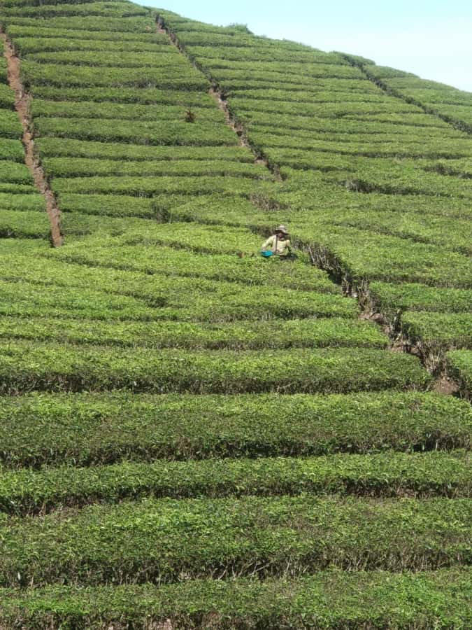 Jakarta: Waterfalls, Volcano, White Crater, Tea, Hot Spring - The private car and pickup plan
