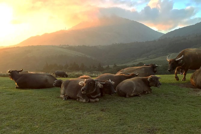 Keelung Shore Excursion: Yangmingshan Hot Spring and Wild Vegetable Cuisine Tour - Why a private tour can be worth $280
