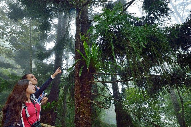 Kinabalu Park Tour with Desa Dairy Farm & Poring Hot Springs - Choose between the canopy walkway and the hot pools