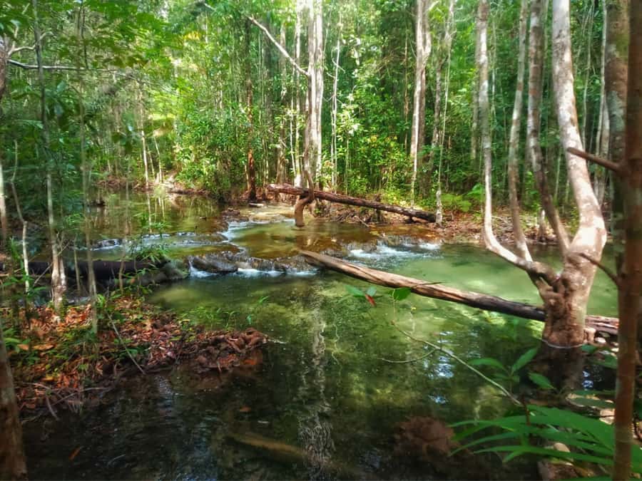 Ko Lanta: Full Day Emerald Pool&Hot Spring With Tiger Temple - What the $160 price really covers
