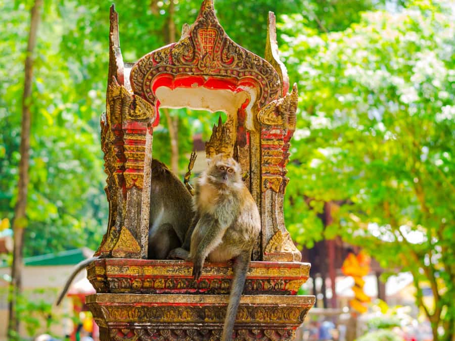 Ko Lanta: Private Tiger Cave, Hot Spring & Emerald Pool Tour - Krabi Hot Springs for 90 minutes