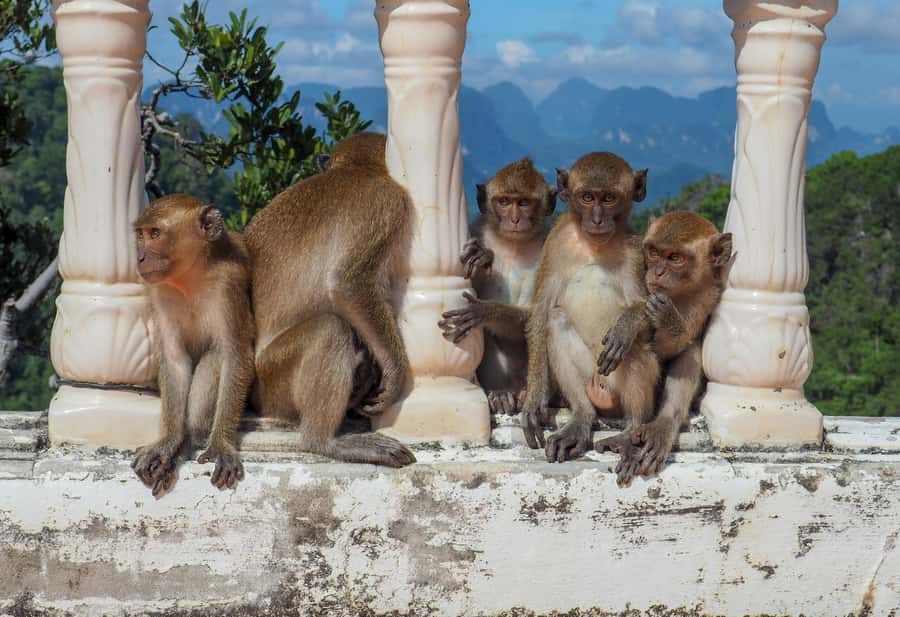 Ko Lanta: Private Tiger Cave, Hot Spring & Emerald Pool Tour - How the physical demands shape the day