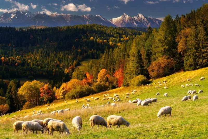 Krakow: Zakopane and/or Thermal Baths Experience - Choosing between Zakopane only and the combined day