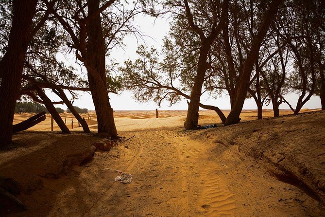 Ksar Ghilane 1 day: The hot spring and the homestay - What the $251.12 price really covers