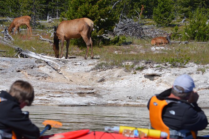 Lake Yellowstone Half Day Kayak Tours Past Geothermal Features - Who should book this Yellowstone paddle?