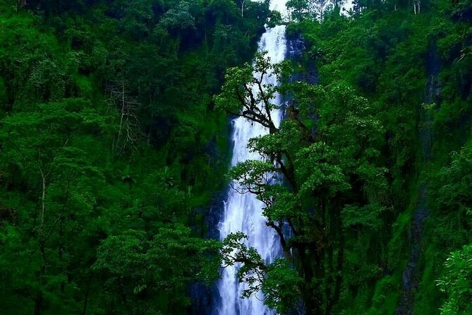 Materuni waterfall - coffee tour OR Chemka hot spring Tour - Two very different sides of the Moshi countryside