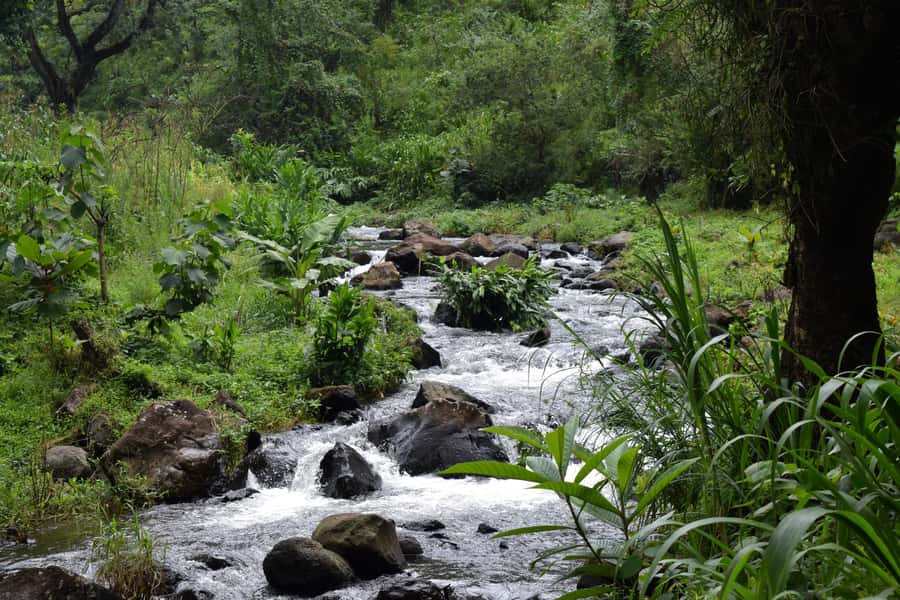 Materuni Waterfalls, Chemka Hot Springs, &/Or Coffee Tour - Who should book this experience?