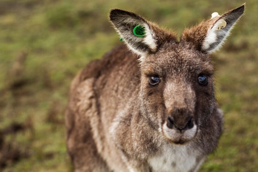 Melbourne: Mornington Peninsula & Hot Springs Tour 8 pax max - Two hours at Peninsula Hot Springs