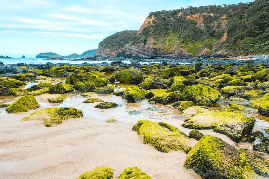 Melbourne: Mornington Peninsula & Hot Springs Tour 8 pax max - What the guides add to the day