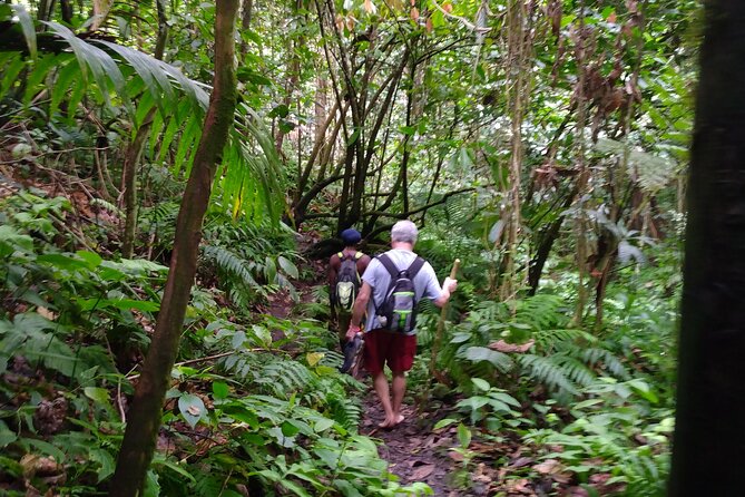 Mindfulness Rainforest Hike, Forest Bathing, Volcanic Hot Springs - A rainforest walk built around slowing down