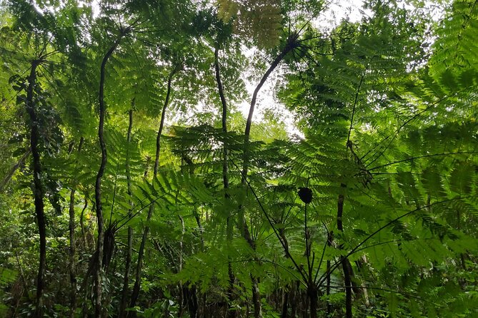 Mindfulness Rainforest Hike, Forest Bathing, Volcanic Hot Springs - Charlestown hot springs and local herbal tea