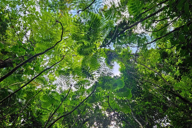 Mindfulness Rainforest Hike, Forest Bathing, Volcanic Hot Springs - Meeting point, timing, and price