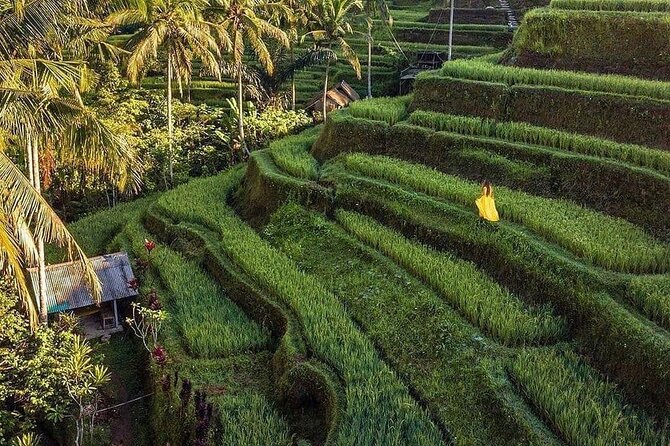 Monkey Forest, Holy Water Temple & Hot Springs Tours - Reading the terraces at Tegalalang