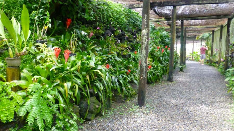Nadi: Garden Village Hot Spring & Temple Highlights Tour - Garden of the Sleeping Giant and its orchids
