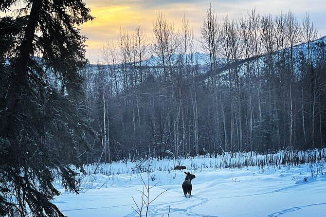 Northern Lights at Chena Hot Springs - Is $200 a fair price?