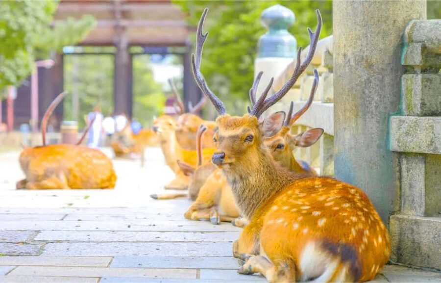 Osaka: Nara and Uji Day Trip with Deer Park and Hot Spring - Uji’s matcha streets and literary connection