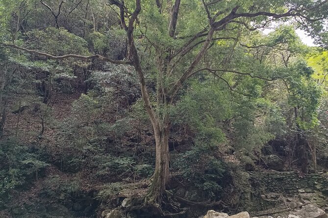 Osaka River Rapids Hike and Natural Hot Spring tour - Is $49.43 a fair price?