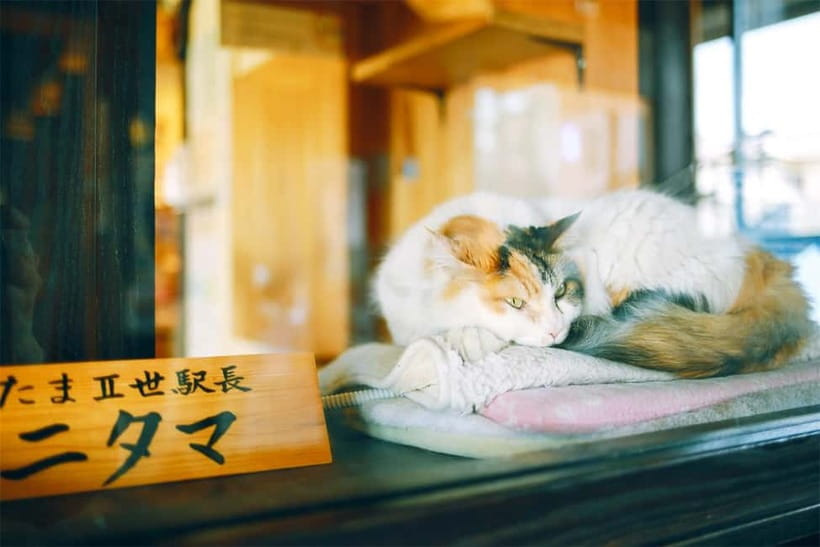 Osaka: Wakayama Cat Train, Seafood market, Hot Springs Tour - Who will enjoy this Wakayama day trip?