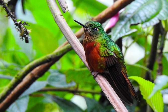 Papallacta Hot Springs & Guango Birding Reserve Private Tour - Papallacta’s mountain lake and Antisana country