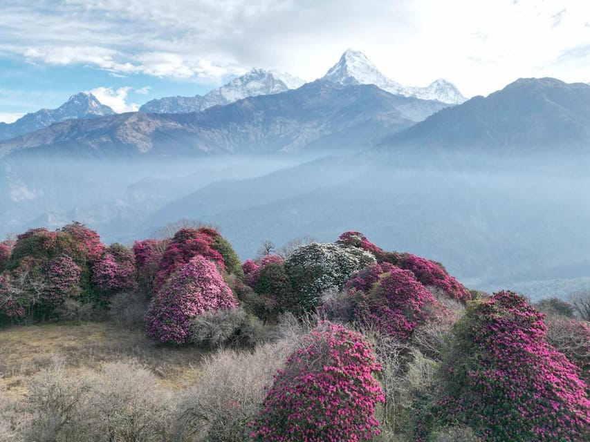Pokhara: 7-Day Annapurna Base Camp Via PoonHill & Hot Spring - Meals, lodging, and what the $267 price covers