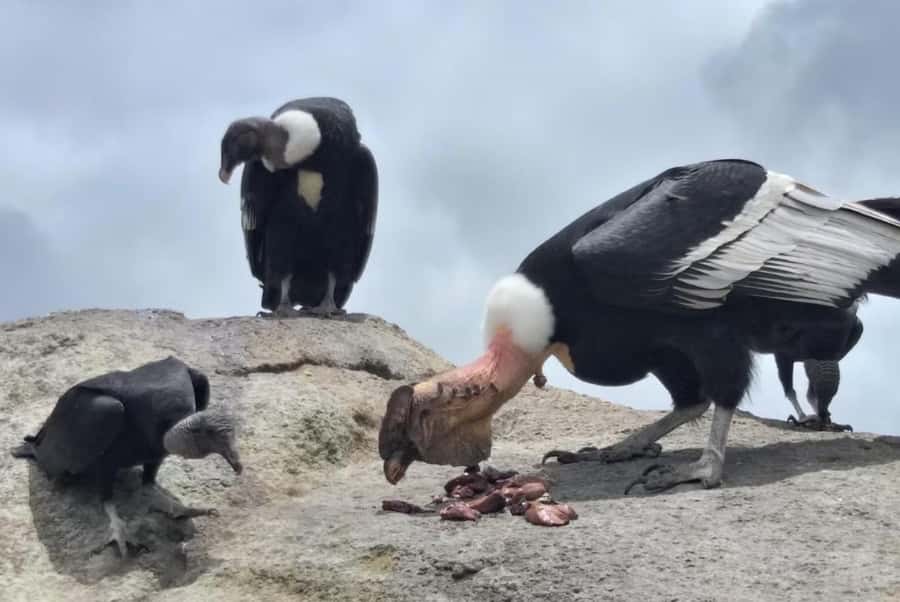 Popayan: Condor Watching in Purace + San Juan Hot Springs - Why the condor viewing is worth the early start