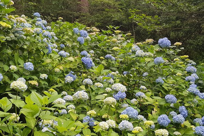 Private Car Day Trip to the Kobe Mountains, Gardens and Hot Springs from Osaka - Price, timing, and practical value