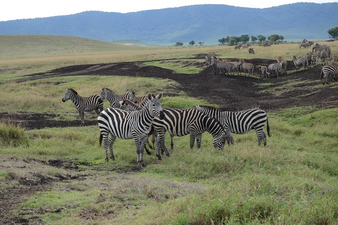 Private Day Tour in Serval Wildlife and Kikuletwa Hot Spring - Why the animal policy matters