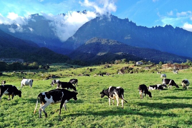 Private Desa Dairy Farm, Kinabalu National Park, Hot Spring & Canopy Walk Tour - A long but varied day from Kota Kinabalu