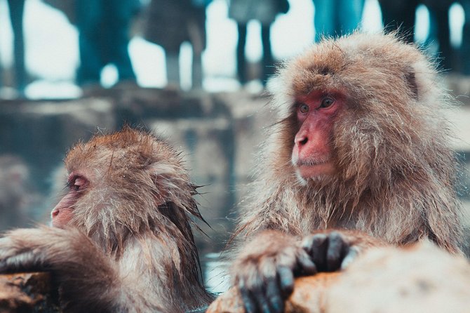 Private Nagano 1-Day Tour:Snow Monkeys,Zenko-ji,Obuse,Sake,Onsen - Why this Nagano day works so well