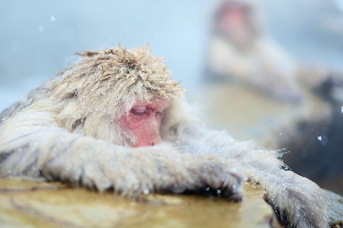 Private Nagano 1-Day Tour:Snow Monkeys,Zenko-ji,Obuse,Sake,Onsen - Private transport, walking, and timing