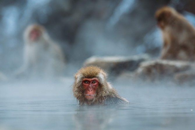Private Nagano 1-Day Tour:Snow Monkeys,Zenko-ji,Obuse,Sake,Onsen - What the private guide adds