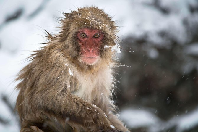 Private Nagano 1-Day Tour:Snow Monkeys,Zenko-ji,Obuse,Sake,Onsen - Price, included costs, and booking details