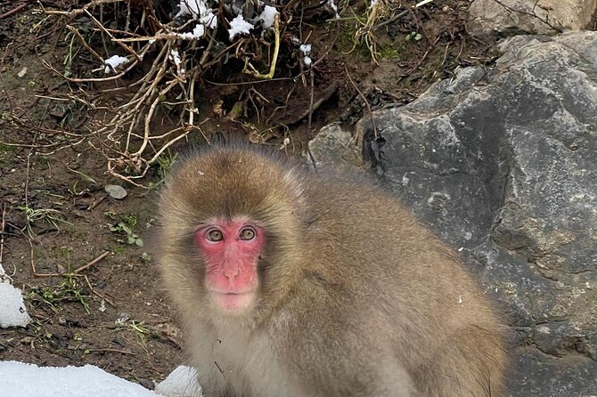 Private Tour to Snow Monkey, Zenkoji Temple & Hot Springs Nagano - The 6:00 am start and 10-hour schedule