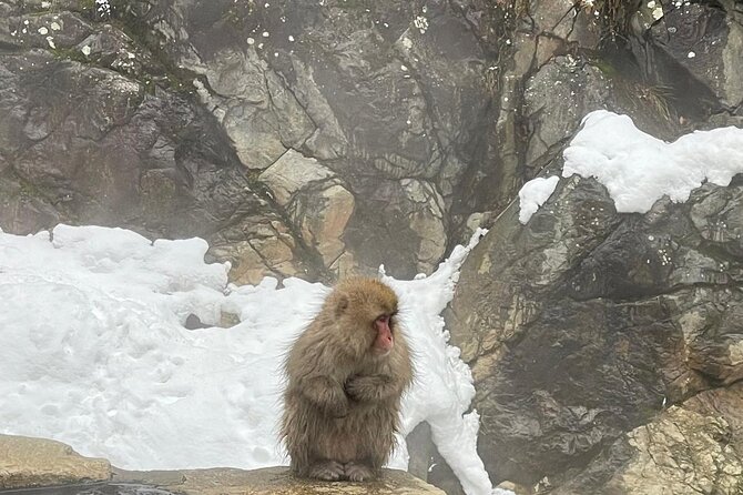 Private Tour to Snow Monkey, Zenkoji Temple & Hot Springs Nagano - Admission costs, lunch, and what your $650 covers