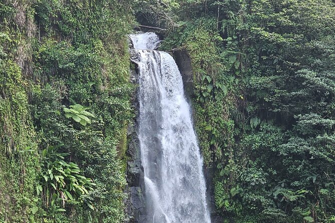 Relax in Hot Springs and swim in Titou Gorge and Trafalgar Falls - Why this half-day tour works