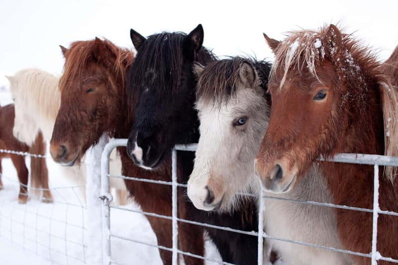 Reykjavik: Full-Day Golden Circle & Geothermal Greenhouse - Is $90 good value?