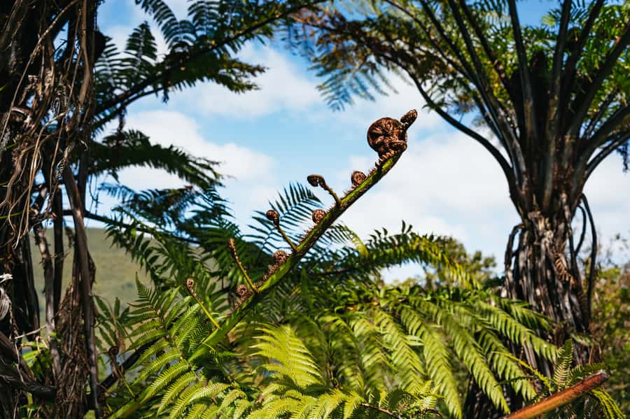 Rotorua: 'Thermal Path Tour' Geothermal half day Tour - Waikite Valley is the reward at the end
