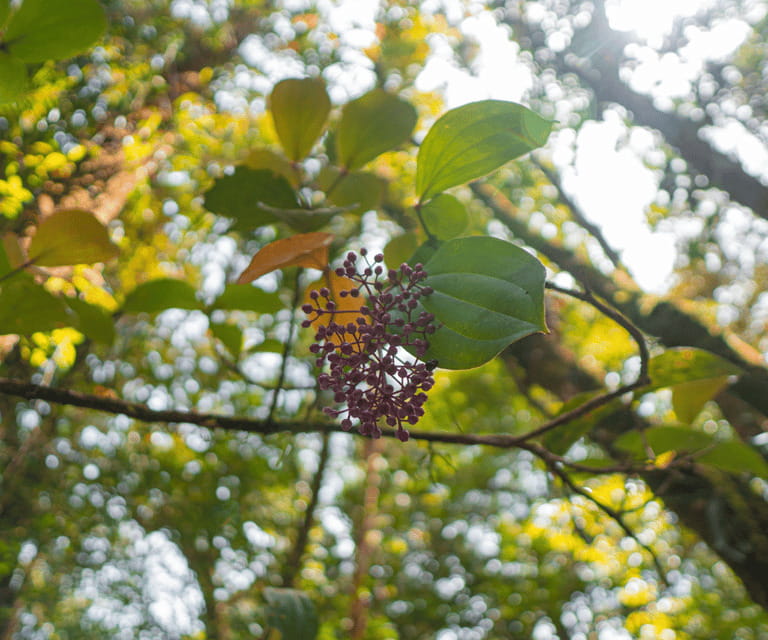 Sabah: Kinabalu Park, Hot Springs, and Cow Farm Day Tour - Poring Hot Springs and the Butterfly Farm