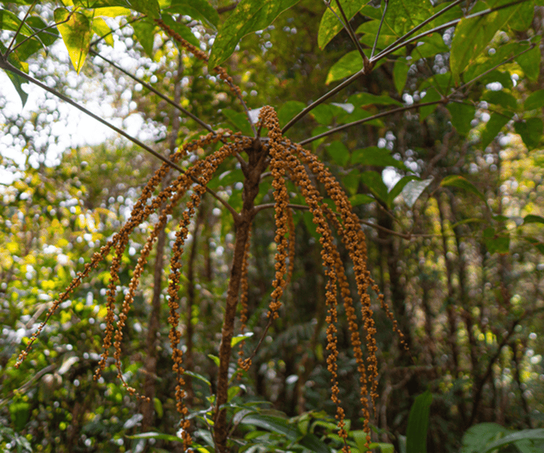 Sabah: Kinabalu Park, Hot Springs, and Cow Farm Day Tour - The road time and the real pace
