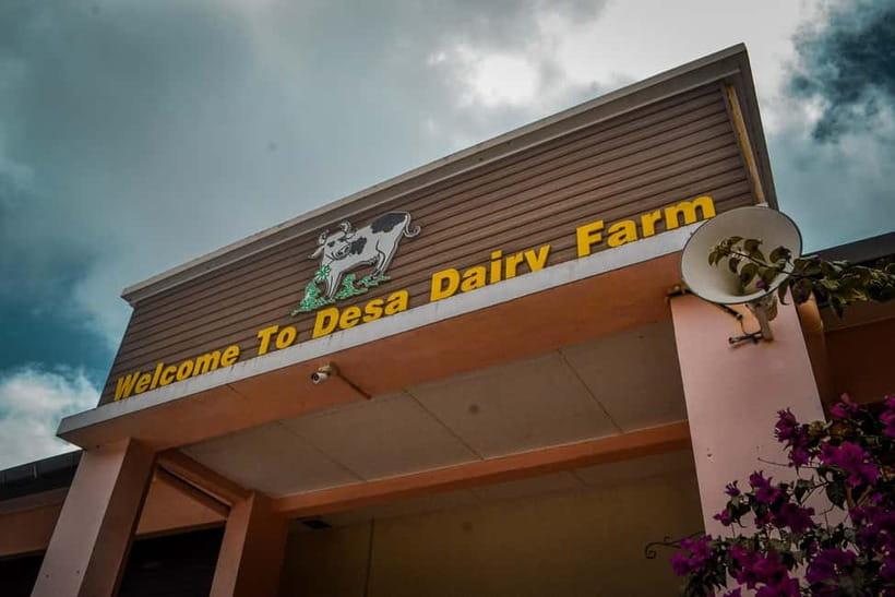 Sabah: Kinabalu Park, Poring Hot Springs & Desa Farm Tour - Desa Dairy Farm and the Little New Zealand comparison