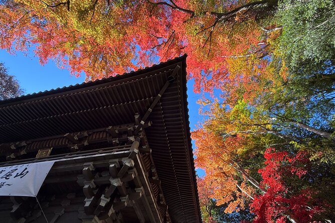 Samurai Guide Sho’s Mt. Takao Hike, Temple & Onsen from Shinjuku - The forest route up Mt. Takao