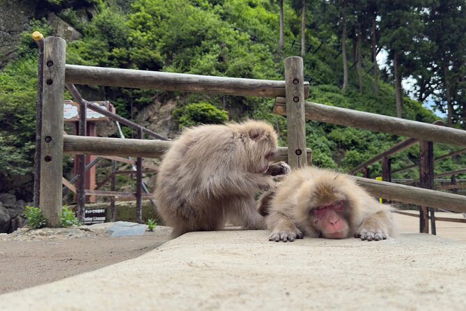 Snow Monkey Park, Soba Lunch and Shibu Onsen Tour - The brief Enza Cafe pause