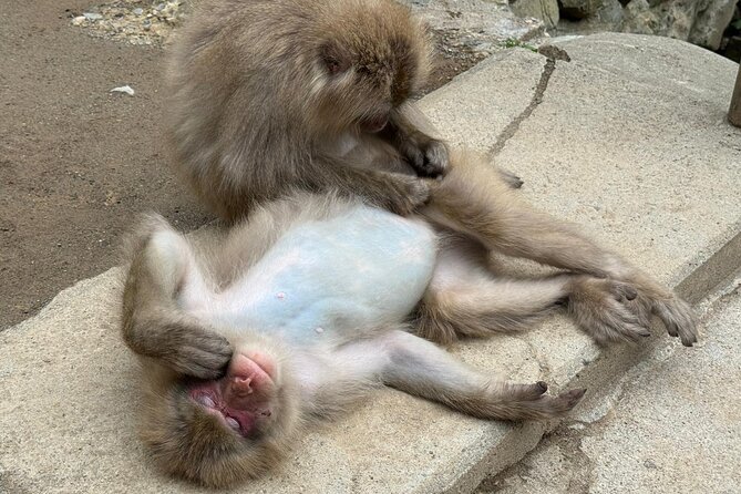 Snow Monkey Park, Soba Lunch and Shibu Onsen Tour - What happens when the weather is poor