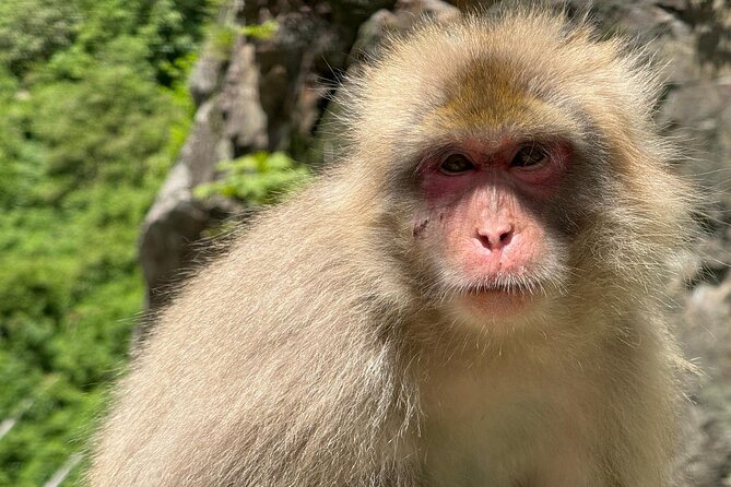 Snow Monkey Park, Soba Lunch and Shibu Onsen Tour - Is $97.82 a fair price?