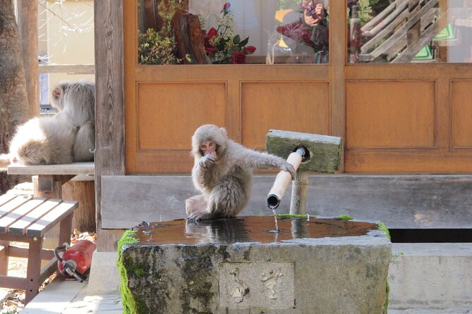 Snow Monkey & Shibu Onsen Afternoon Tour (Depart: Iiyama & Nozwa) - Tamamura Honten and the sake stop